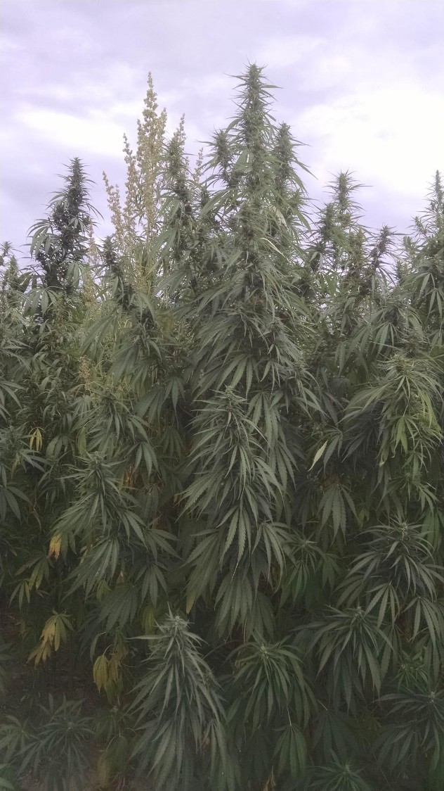 Large Hemp Plants