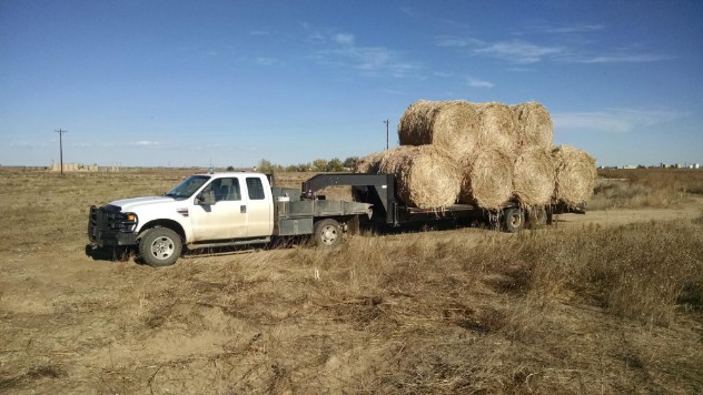 Hemp Harvest